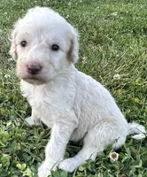 Dolly, a female Labradoodle for sale in Lenoir, NC – 3 of 9