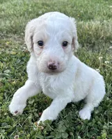 Holly, a female Labradoodle for sale in Lenoir, NC – 3 of 9