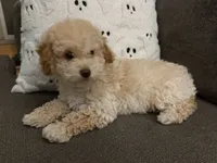 Boojee, a female Poodle - Toy  for sale in Lenoir, NC – 9 of 9