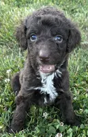 Molly, a female Labradoodle for sale in Lenoir, NC – 4 of 7