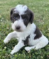 Lolli, a female Labradoodle for sale in Lenoir, NC – 7 of 9