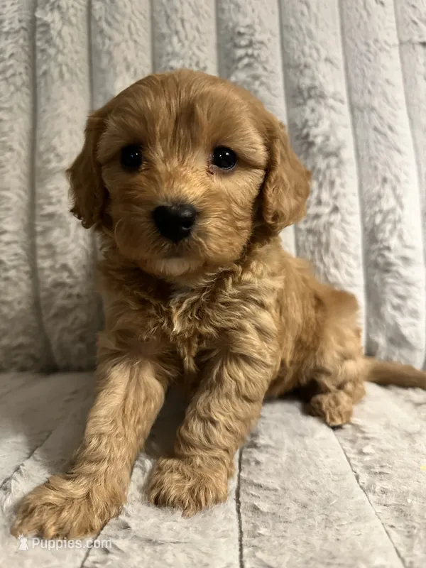 Gertie – Cavapoo puppy for sale in Lenoir, NC