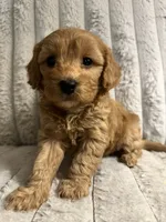 Gertie, a female Cavapoo for sale in Lenoir, NC – 1 of 6