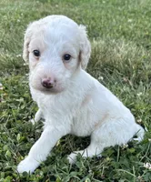 Holly, a female Labradoodle for sale in Lenoir, NC – 2 of 9
