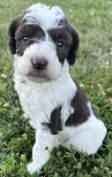 Lolli, a female Labradoodle for sale in Lenoir, NC – 1 of 9