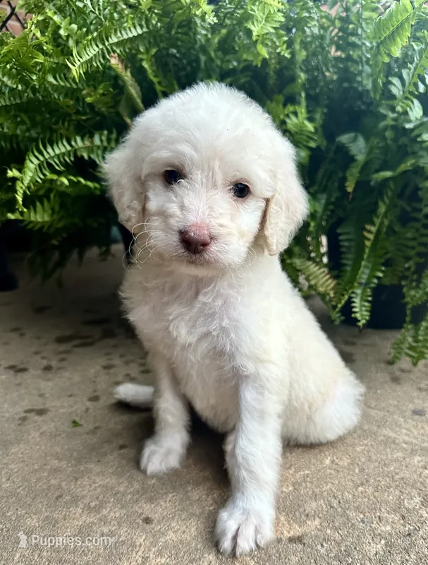 Dolly – Labradoodle puppy for sale in Lenoir, NC
