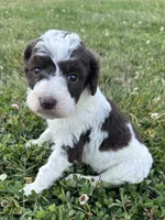 Lolli, a female Labradoodle for sale in Lenoir, NC – 9 of 9