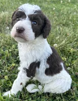 Lolli, a female Labradoodle for sale in Lenoir, NC – 5 of 9