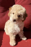 Boojee, a female Poodle - Toy  for sale in Lenoir, NC – 6 of 9