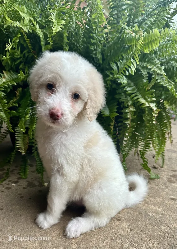Holly – Labradoodle puppy for sale in Lenoir, NC