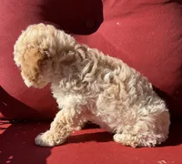 Boojee, a female Poodle - Toy  for sale in Lenoir, NC – 7 of 9