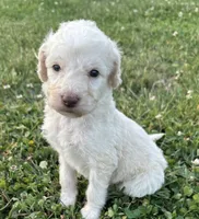 Dolly, a female Labradoodle for sale in Lenoir, NC – 8 of 9