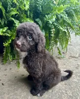 Molly, a female Labradoodle for sale in Lenoir, NC – 10 of 10