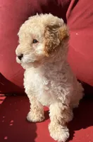 Boojee, a female Poodle - Toy  for sale in Lenoir, NC – 4 of 9