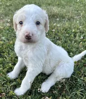 Holly, a female Labradoodle for sale in Lenoir, NC – 7 of 9