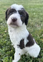 Lolli, a female Labradoodle for sale in Lenoir, NC – 3 of 9