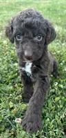 Molly, a female Labradoodle for sale in Lenoir, NC – 7 of 7
