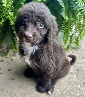 Molly, a female Labradoodle for sale in Lenoir, NC – 2 of 10