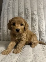 Gertie, a female Cavapoo for sale in Lenoir, NC – 2 of 6
