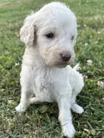 Dolly, a female Labradoodle for sale in Lenoir, NC – 5 of 9