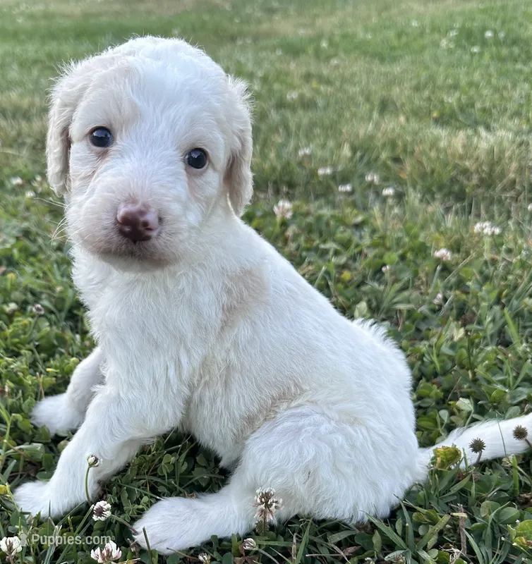 Holly – Labradoodle puppy for sale in Lenoir, NC