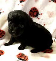 Janny, a female Poodle - Toy  for sale in Lenoir, NC – Photo 4 of 4
