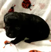 Janny, a female Poodle - Toy  for sale in Lenoir, NC – Photo 1 of 4