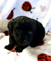 Janny, a female Poodle - Toy  for sale in Lenoir, NC – Photo 2 of 4