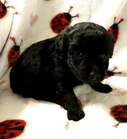 Janny, a female Poodle - Toy  for sale in Lenoir, NC – Photo 3 of 4