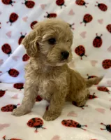 Holly, a female Cavapoo for sale in Lenoir, NC – Photo 3 of 10