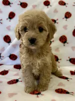 Holly, a female Cavapoo for sale in Lenoir, NC – Photo 4 of 10
