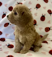 Holly, a female Cavapoo for sale in Lenoir, NC – Photo 7 of 10