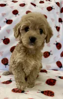 Holly, a female Cavapoo for sale in Lenoir, NC – Photo 8 of 10