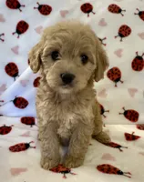 Holly, a female Cavapoo for sale in Lenoir, NC – Photo 6 of 10