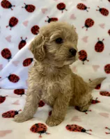 Holly, a female Cavapoo for sale in Lenoir, NC – Photo 10 of 10