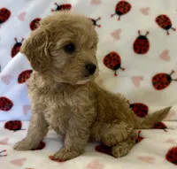 Holly, a female Cavapoo for sale in Lenoir, NC – Photo 5 of 10