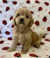 Holly, a female Cavapoo for sale in Lenoir, NC – Photo 9 of 10