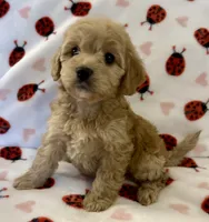 Holly, a female Cavapoo for sale in Lenoir, NC – Photo 1 of 10