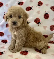 Holly, a female Cavapoo for sale in Lenoir, NC – Photo 2 of 10