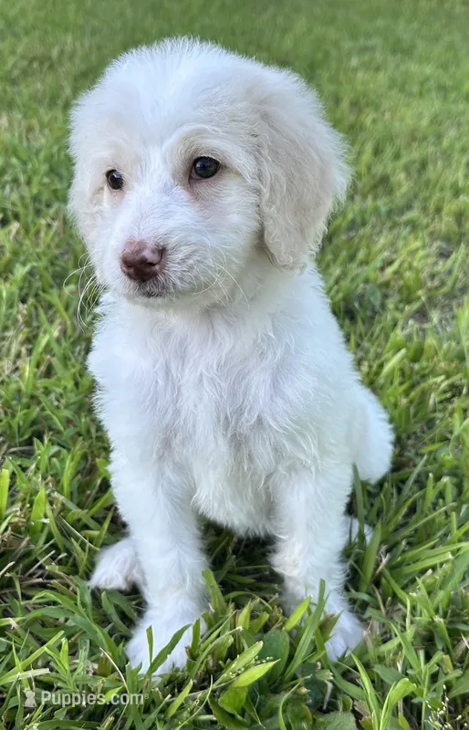 Holly – Labradoodle puppy for sale in Lenoir, NC