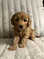Gertie, a female Cavapoo for sale in Lenoir, NC – 4 of 6