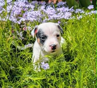 Snickers, a male Jack Russell Terrier for sale in Boston, MA – 1 of 1