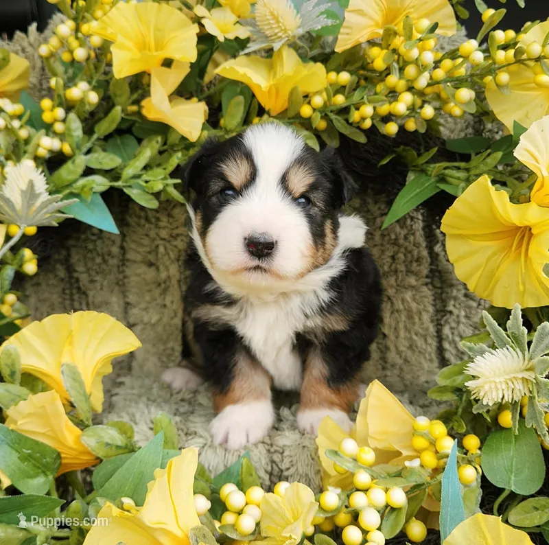 Louise – Miniature Australian Shepherd puppy for sale in Boston, MA