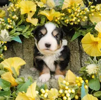 Louise, a female Miniature Australian Shepherd for sale in Boston, MA – Photo 1 of 2