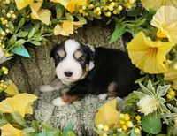 Louise, a female Miniature Australian Shepherd for sale in Boston, MA – Photo 2 of 2