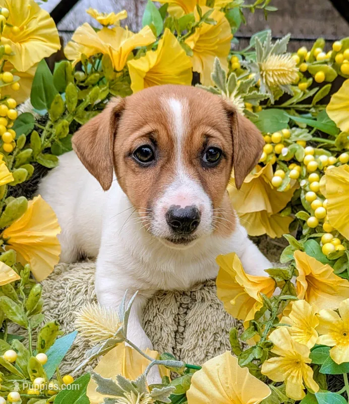 Shiloh – Jack Russell Terrier puppy for sale in Boston, MA