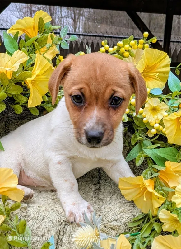 Finni – Jack Russell Terrier puppy for sale in Boston, MA