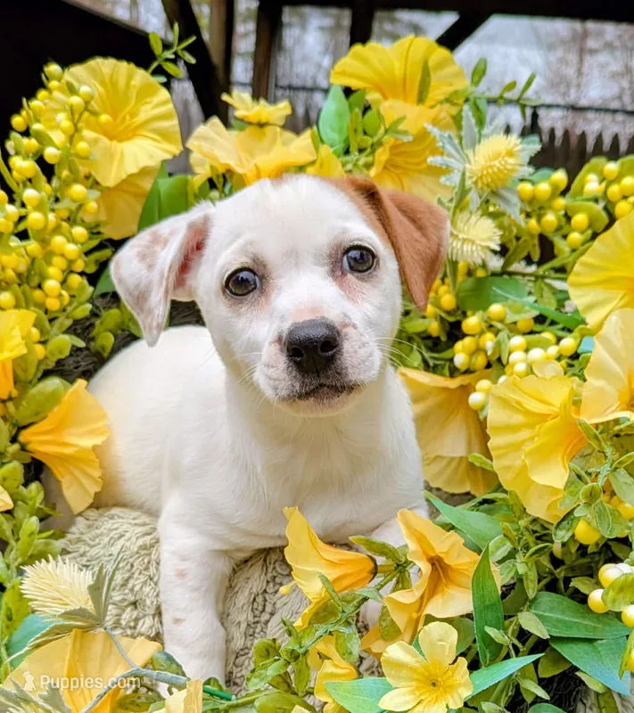 Bindi – Jack Russell Terrier puppy for sale in Boston, MA