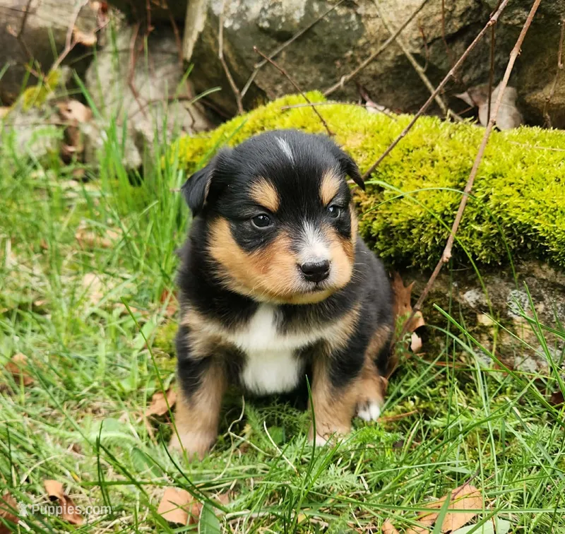 Rocky, a male Miniature Australian Shepherd for sale in Boston, MA – Photo 1 of 1