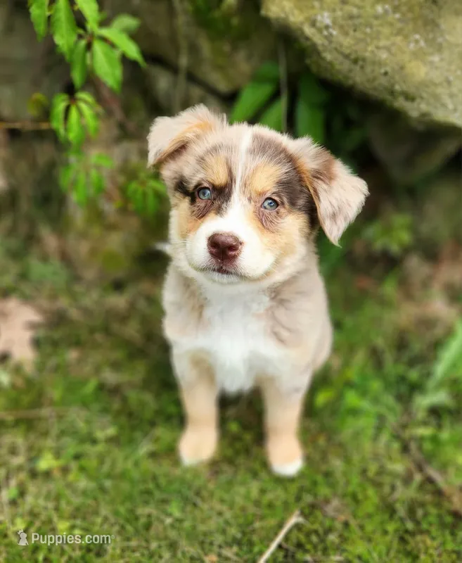 Tilly – Miniature Australian Shepherd puppy for sale in Boston, MA